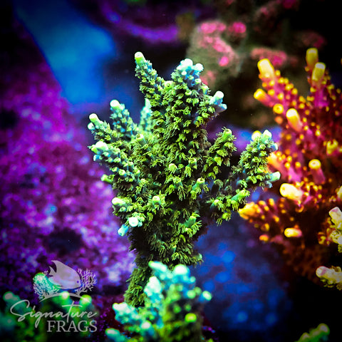 Neon Corallite Navy Horrida