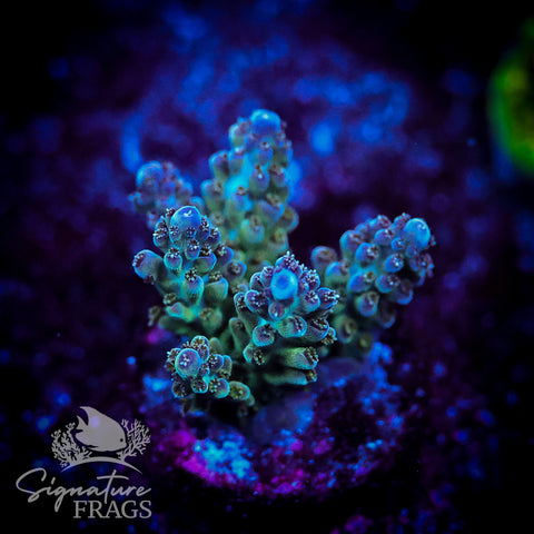 Blue Nasuta