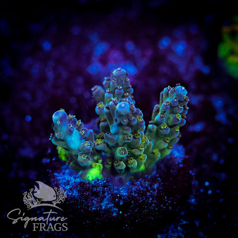 Blue Nasuta