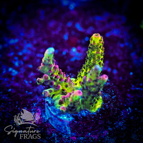Pink Coralite Table