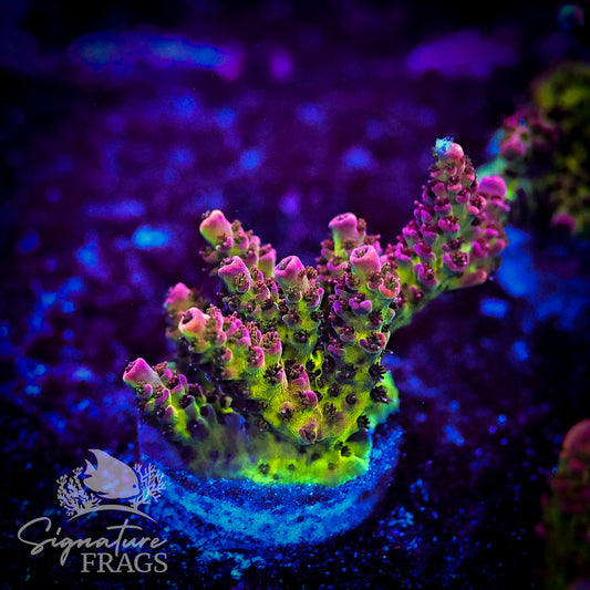 Pink Coralite Table