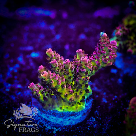 Pink Coralite Table