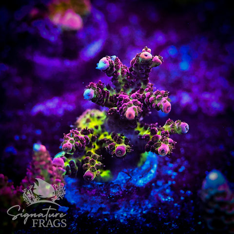 Pink Coralite Table