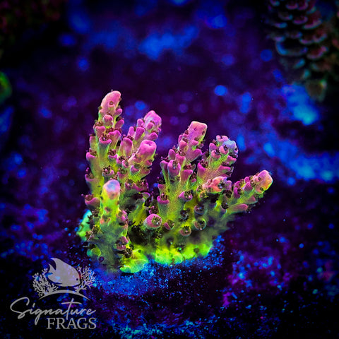 Pink Coralite Table