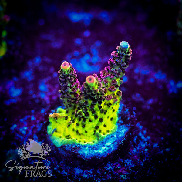 Pink Coralite Table
