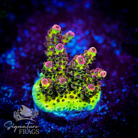 Pink Coralite Table