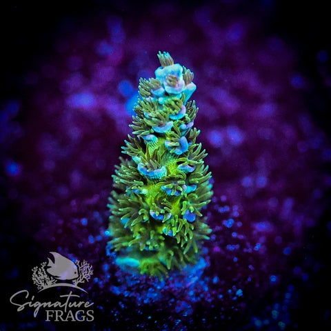 Enchanted Forrest