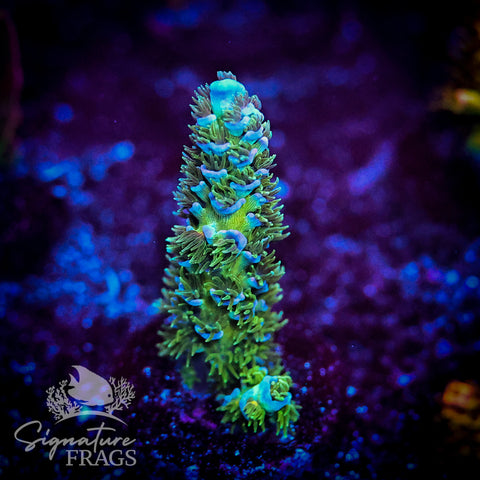 Enchanted Forrest