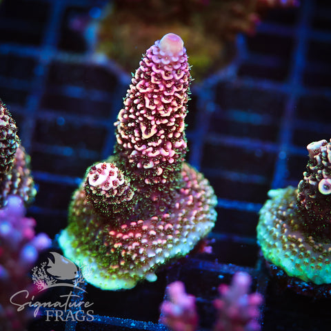 Purple Tip Rainbow Spath