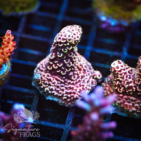 Purple Tip Rainbow Spath