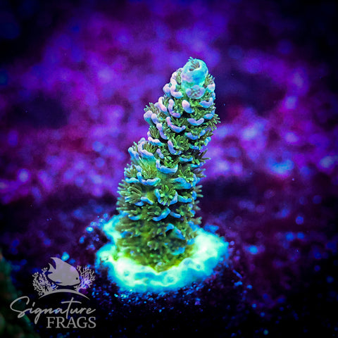 Enchanted Forrest