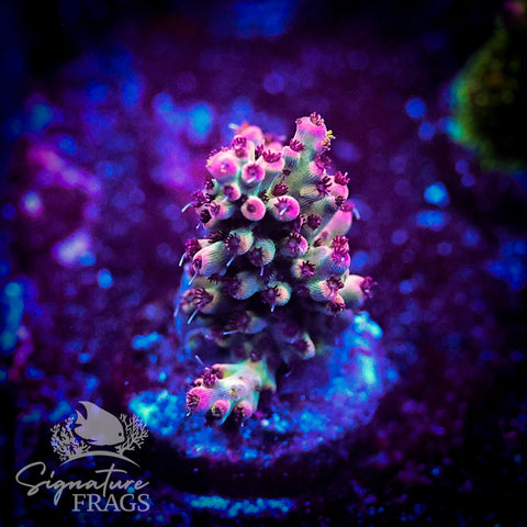 Ruby Polyps