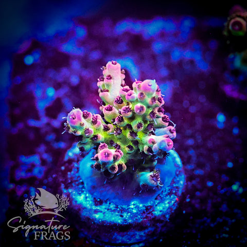 Ruby Polyps