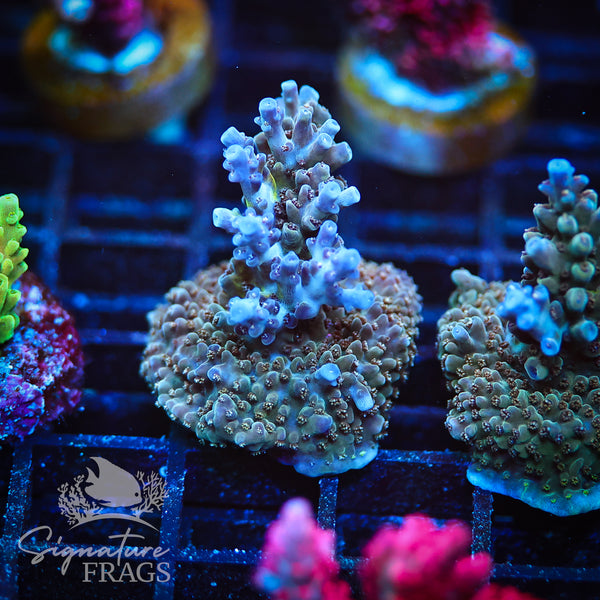 Blue Nasuta