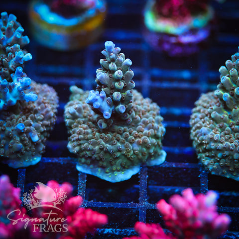 Blue Nasuta