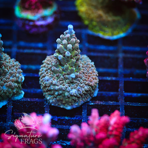 Blue Nasuta