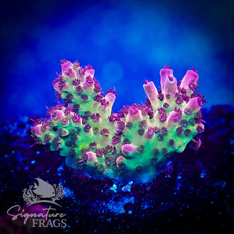 Ruby Polyps