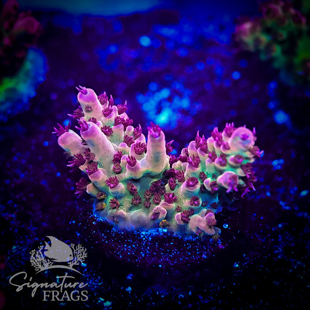 Ruby Polyps
