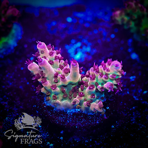 Ruby Polyps