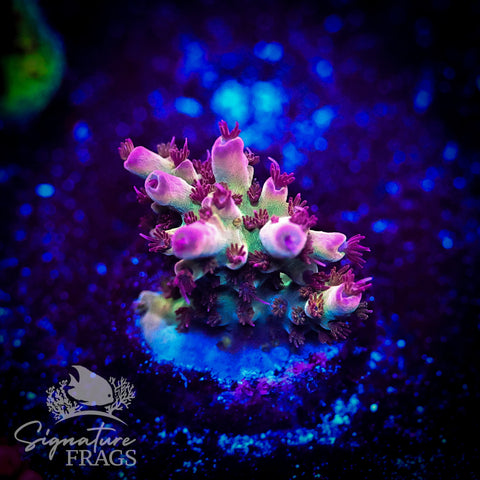 Ruby Polyps