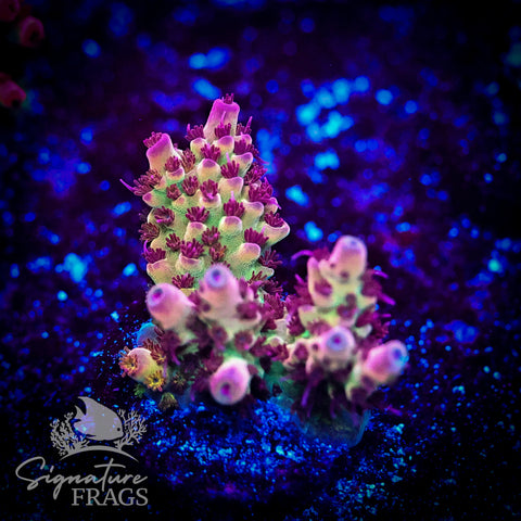 Ruby Polyps