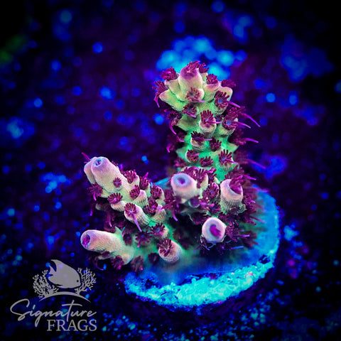 Ruby Polyps