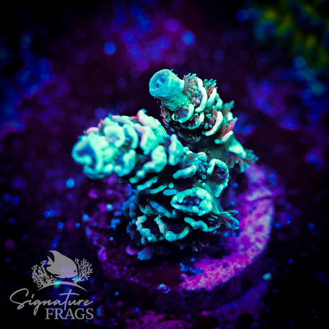 Cobalt Rainbow