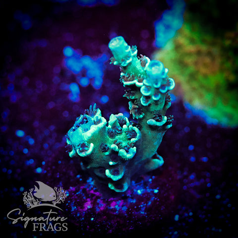 Cobalt Rainbow