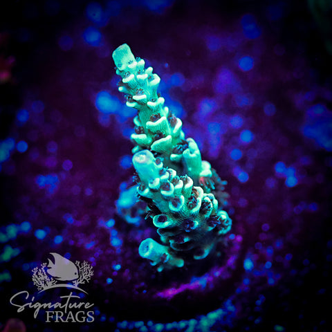 Cobalt Rainbow