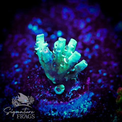 Cobalt Rainbow