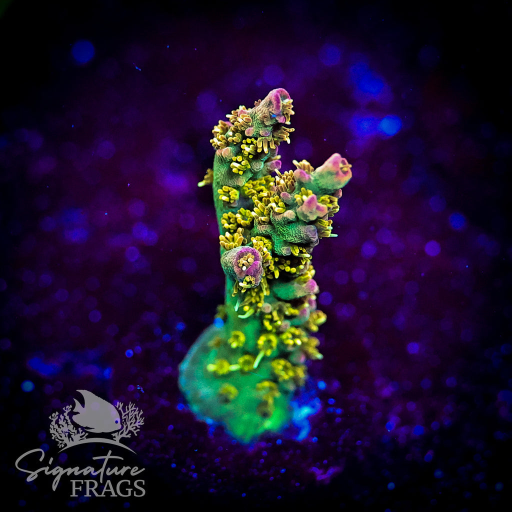 Grape Ape