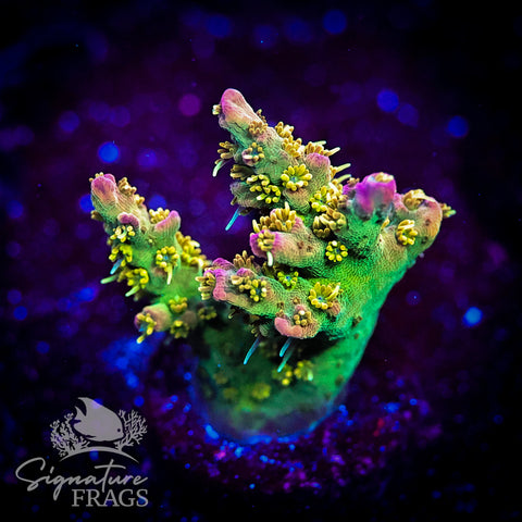 Grape Ape