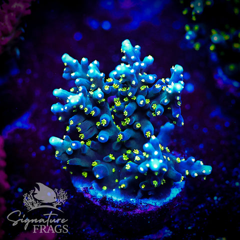 Black Sabbath