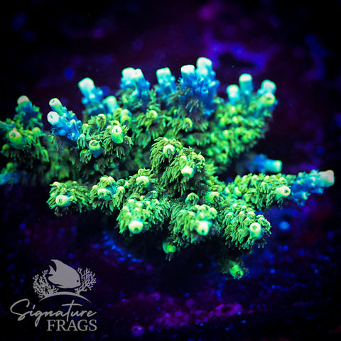 Neon Corallite Navy Horrida