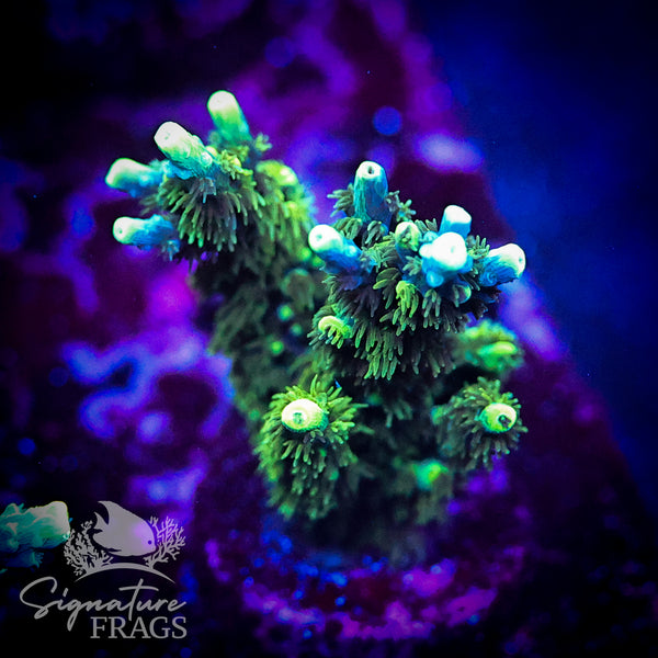 Neon Corallite Navy Horrida