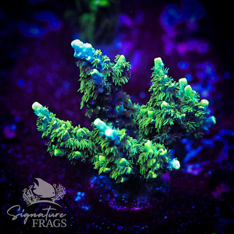 Neon Corallite Navy Horrida