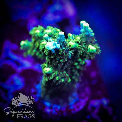 Neon Corallite Navy Horrida