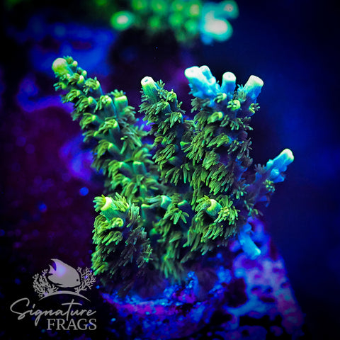 Neon Corallite Navy Horrida