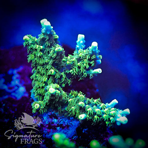 Neon Corallite Navy Horrida