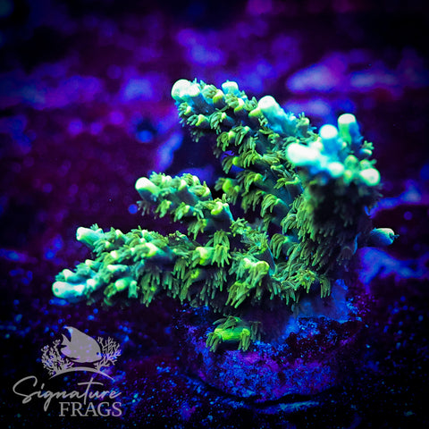 Neon Corallite Navy Horrida