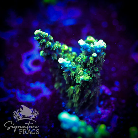 Neon Corallite Navy Horrida