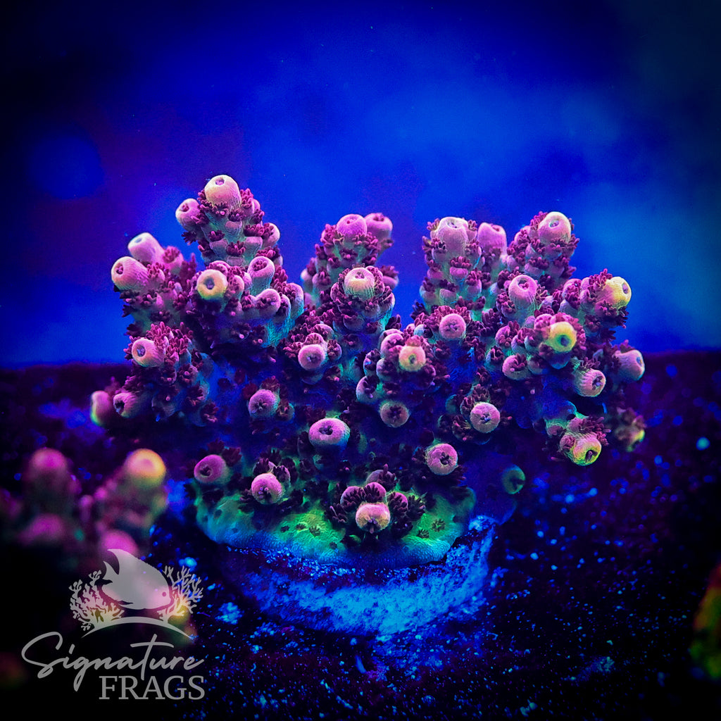 Pink Planet