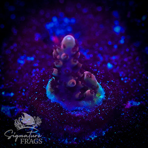 Matt's Dark Berries