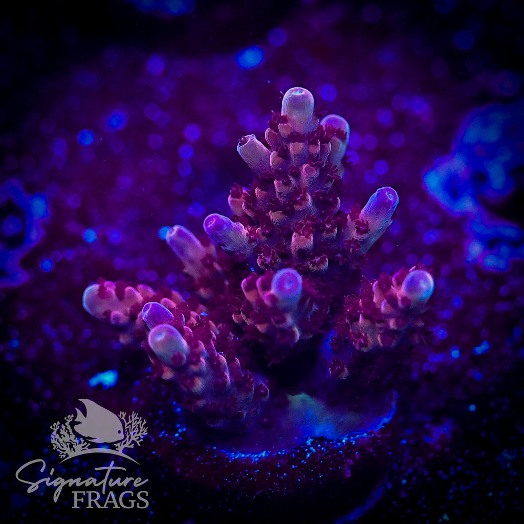 Matt's Dark Berries