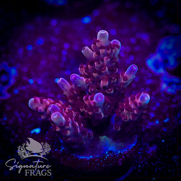 Matt's Dark Berries