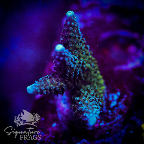 Blue Stag