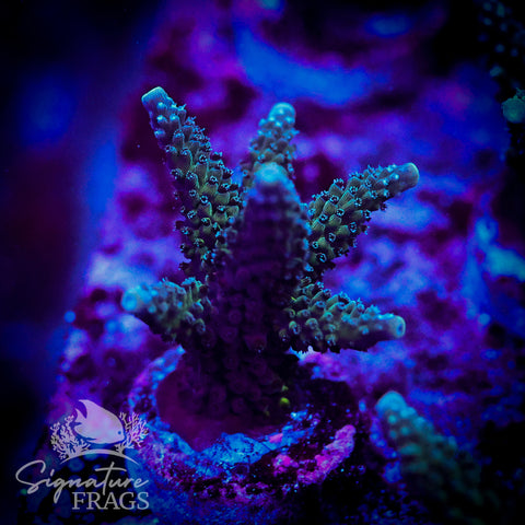 Blue Stag
