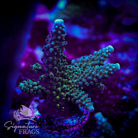 Blue Stag