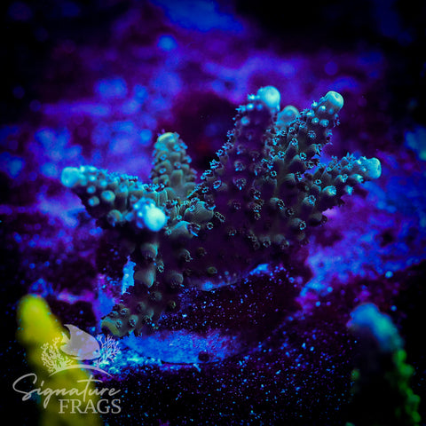 Blue Stag