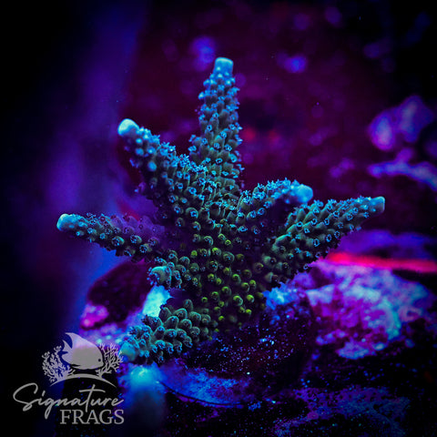Blue Stag